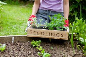 Gardener holding wooden seedling tray in vegetable garden, with plants for cutting garden and vegetable patch (zinnia and pea).